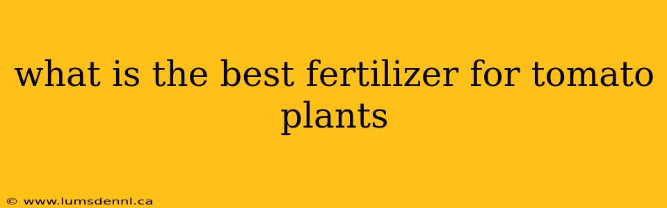 what is the best fertilizer for tomato plants