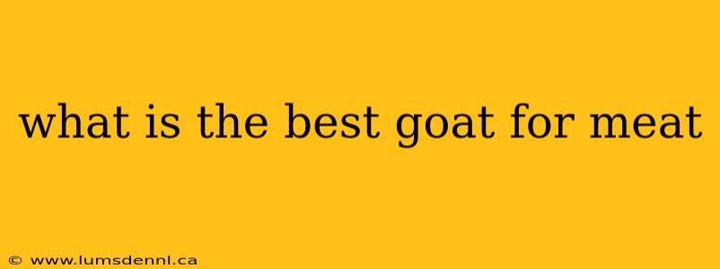 what is the best goat for meat