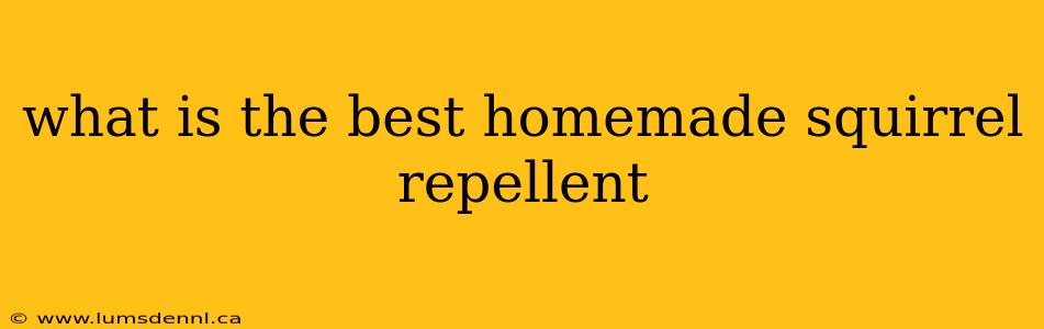 what is the best homemade squirrel repellent