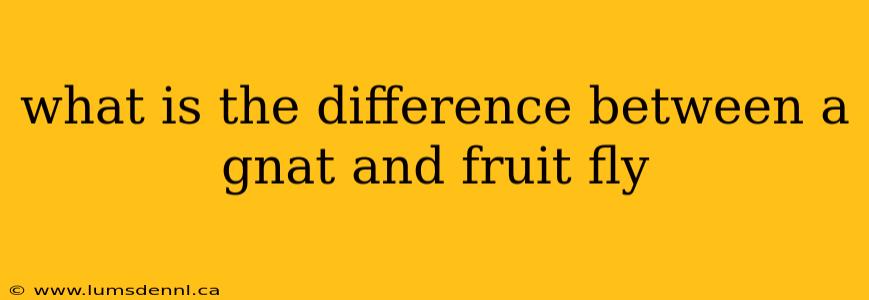 what is the difference between a gnat and fruit fly