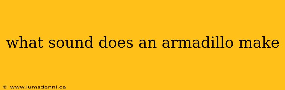 what sound does an armadillo make