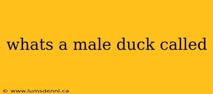 whats a male duck called
