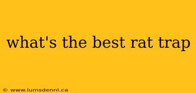 what's the best rat trap