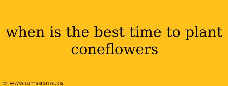 when is the best time to plant coneflowers