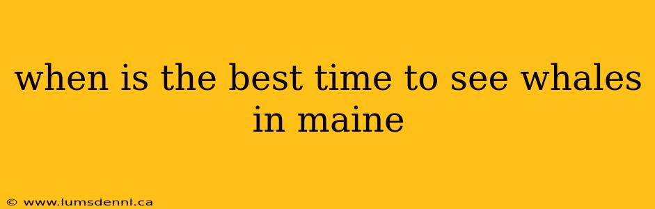 when is the best time to see whales in maine