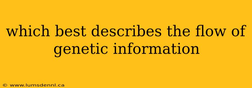 which best describes the flow of genetic information