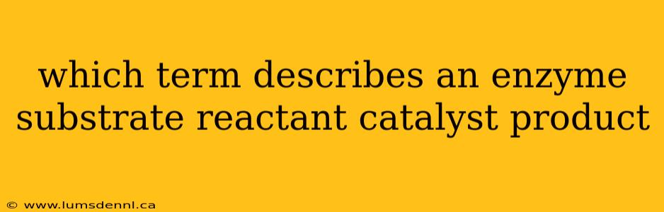 which term describes an enzyme substrate reactant catalyst product