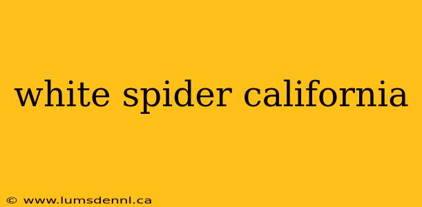 white spider california