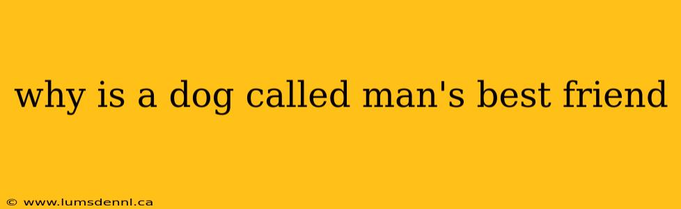 why is a dog called man's best friend