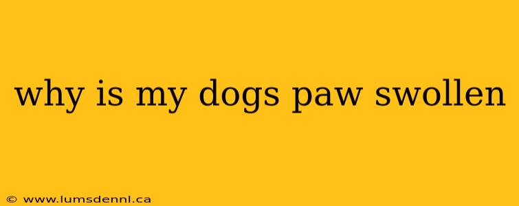 why is my dogs paw swollen