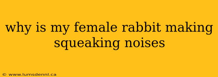 why is my female rabbit making squeaking noises
